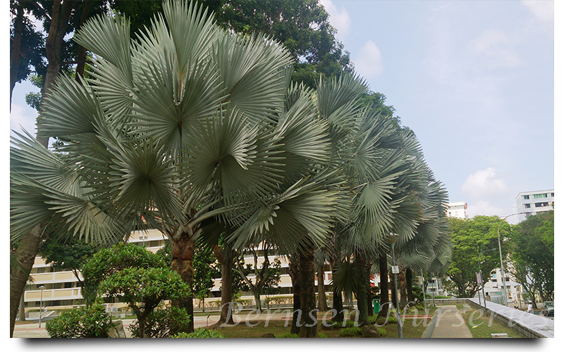 silver bismarck palm trees naples