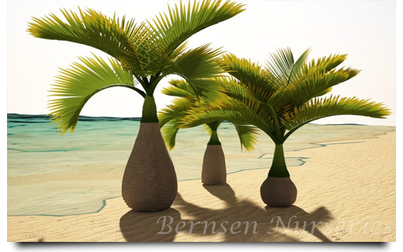 bottle palm trees naples