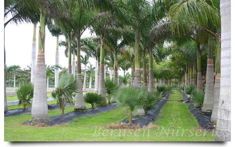 royal palm trees naples